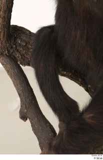 Chimpanzee Bonobo leg 0006.jpg